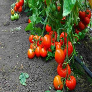 Seminte tomate Dreamboll F1 - 1000 seminte