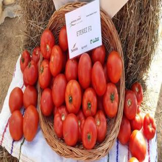 Seminte tomate ETEREI F1 500 sem