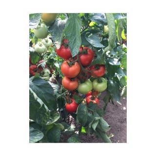 Seminte tomate MOLDOVEANU F1 - 50 seminte