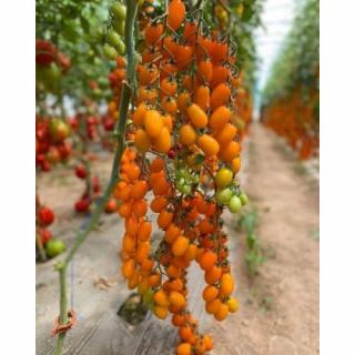 Seminte tomate Orangewest F1 (100 seminte)