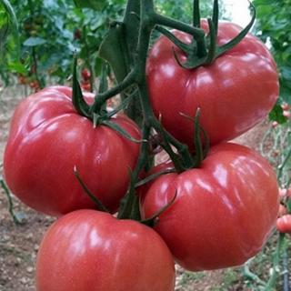 Seminte tomate Pink Wonder F1- 250 seminte