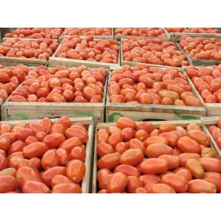 Seminte tomate Plum Regal F1- 1.000 seminte