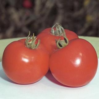 Seminte tomate Polfast F1 - 1000 seminte