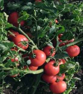 Seminte tomate Sultan F1 - 1 000 sem