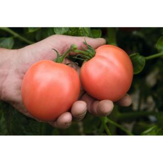 Seminte tomate Torbay F1- 1.000 seminte