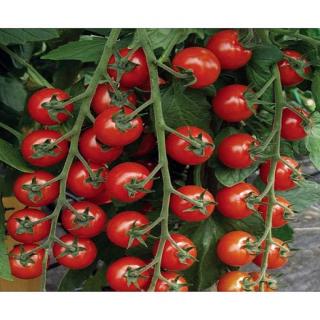 Seminte tomate Tropical F1 - 100 seminte