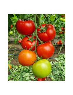 Tomate LACARTA F1 (cod 27657) - 500 seminte