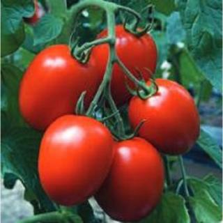 Tomate nedeterminate Charanda F1 - 1000 seminte