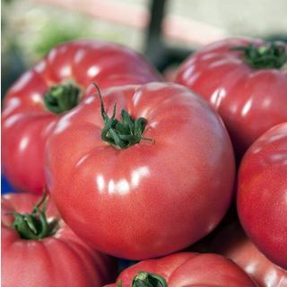 Tomate nedeterminate roz VP1 - 250 seminte