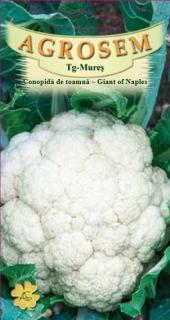 Conopida toamna Giant of Naples 1gr