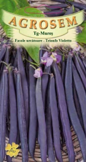 Fasole urcatoare violeta Trionfo violetto 8gr