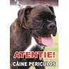 Placuta caine rau boxer, MARO NEGRU