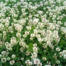 Trifoi alb Rivendel Rhizobium 400gr