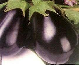 Vinete Bonica F1 2gr
