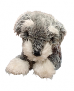 Catel din Plus Schnauzer 40 cm