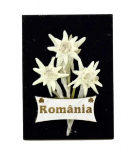 Magnet cu floare de colt - Romania 9x7cm