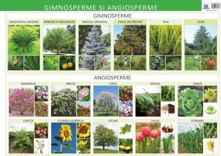 Plansa - Gimnosperme si angiosperme - Florica Alexandrescu