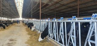 Front furajare autoblocant pentru bovine