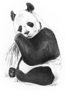 Mini-set schita grafica, Panda, A5