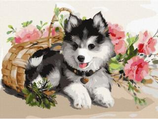 Set pictura pe numere, cu sasiu, Pui de Husky, 30x40 cm