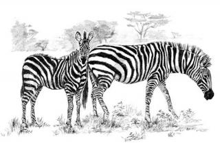 Set schita grafica, Zebre, A3