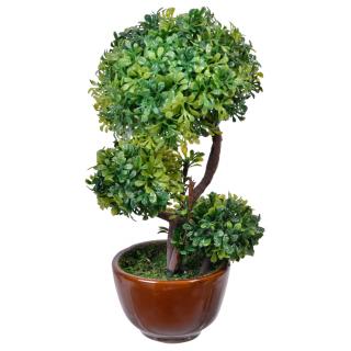 Ghiveci maro cu planta decorativa(Bonsai)