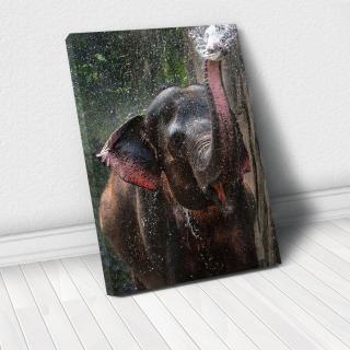 Tablou Canvas - Elephant