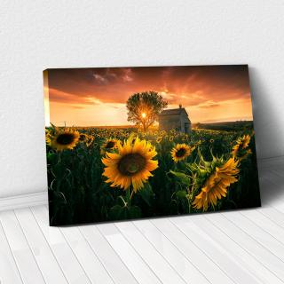 Tablou Canvas - Floarea Soarelui