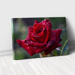 Tablou Canvas - Red rose