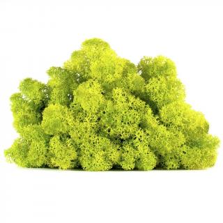 4 kg-Lichen Stabilizat Verde Printemps