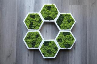 Hexagon cu licheni naturali bicolor 40x35 cm