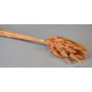 Lagurus Piersica 50g