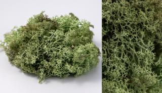 Lichen Stabilizat Premium ,   Verde Menta 100 gr-4 kg