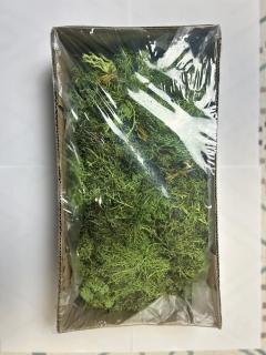 Lichen stabilizat Verde Coral