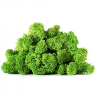 Lichen Verde deschis 100 gr - 4 kg