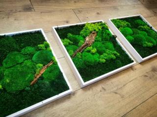Set 3 tablouri cu muschi plat, muschi bombat, licheni si lemn decorativ 40x40 cm