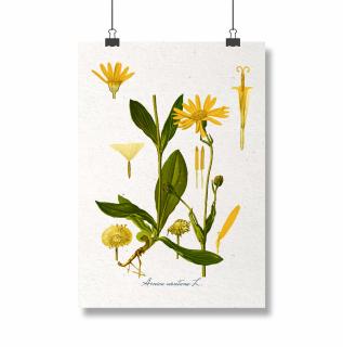 Poster Arnica, 21x30cm,  ilustratie botanica clasica