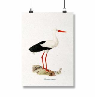 Poster Barza, 13x18cm, ilustratie vintage