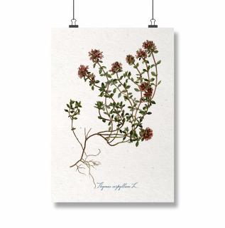 Poster Cimbru, 21x30cm, ilustratie botanica clasica