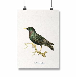 Poster Graur, 30x40cm, ilustratie vintage cu pasari