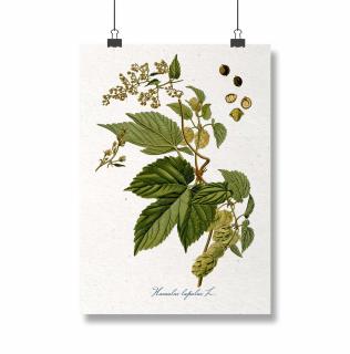 Poster Hamei, 21x30cm, ilustratie botanica clasica