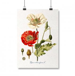Poster Mac,13x18cm, ilustratie botanica clasica