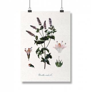 Poster Menta, 13x18cm, lustratie botanica clasica
