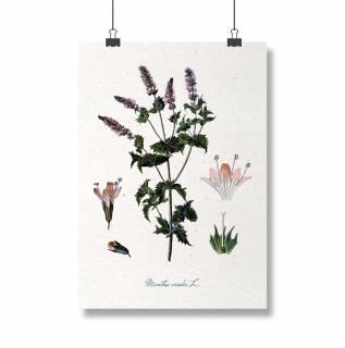 Poster Menta, 21x30cm, lustratie botanica clasica