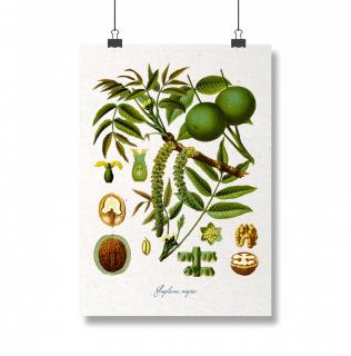 Poster Nuca, 13X18cm, desen botanic clasic