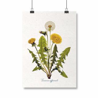 Poster Papadia, 21x30cm, ilustratie botanica clasica
