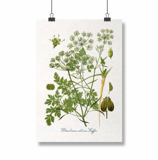 Poster Patrunjel, 21x30cm, ilustratie botanica clasica
