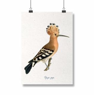 Poster Pupaza, 30x40cm, ilustratie vintage cu pasari