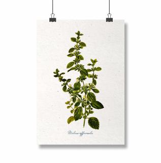 Poster Roinita, 21x30cm, ilustratie botanica clasica