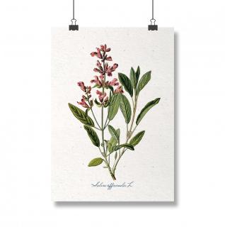 Poster Salvia, 13x18cm, ilustratie botanica clasica